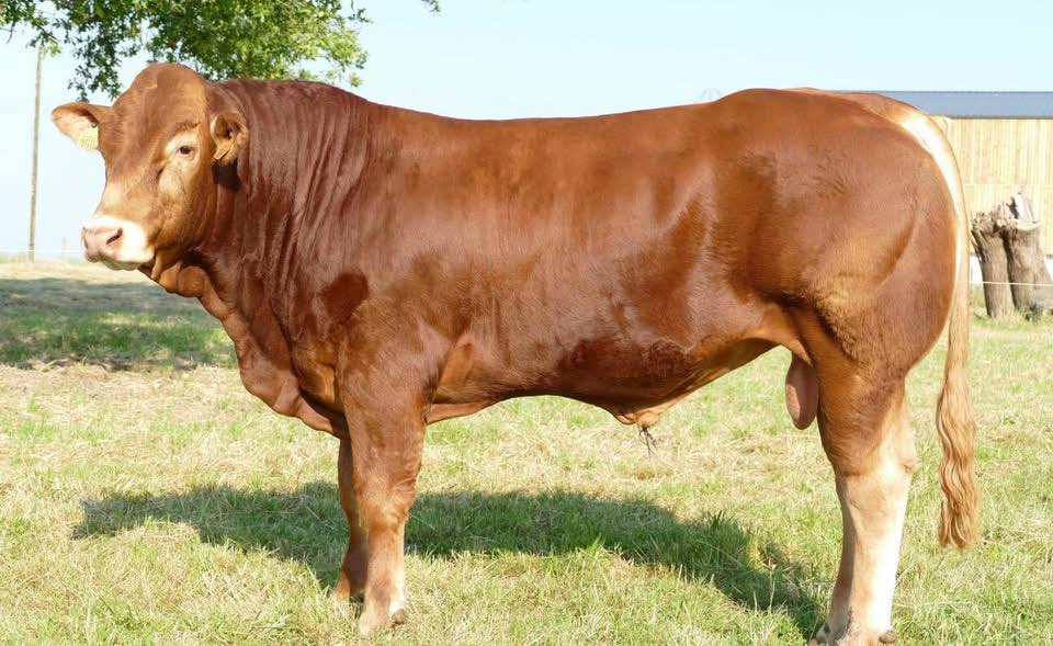 Taureau Limousin - Domaine Chaouir