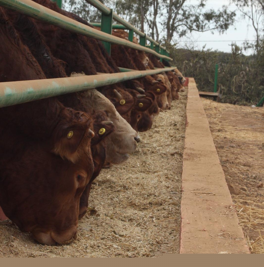 Vaches Limousin en alimentation