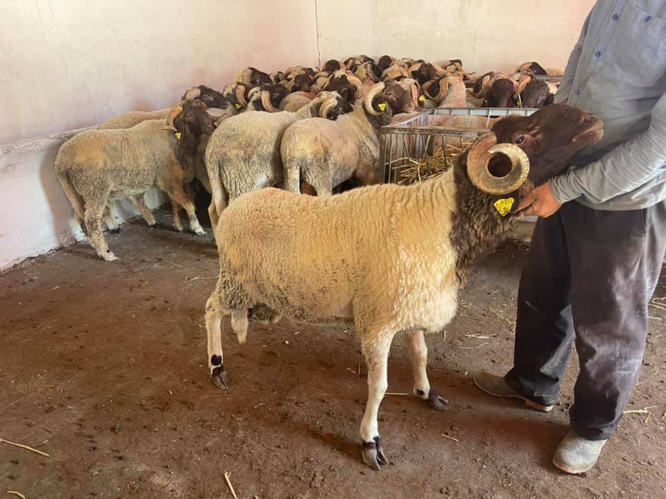 Ovins Barqi de haute qualite